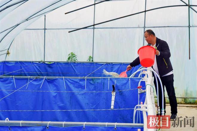 大棚养殖虾，探究养殖虾的种类与特点