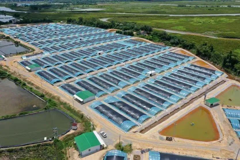 对虾工厂化大棚建设成本分析，究竟需要多少钱？