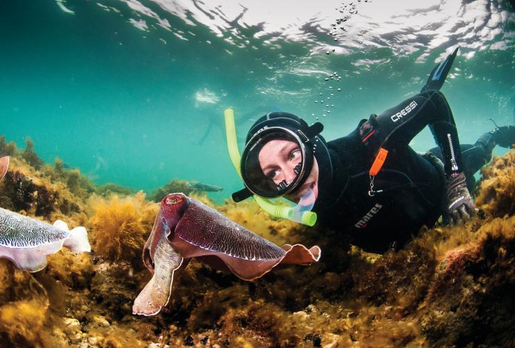 澳洲海洋生物移民专业，探索海洋世界的未来之路