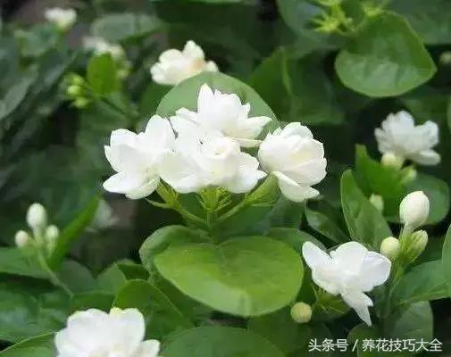 茉莉剧组，绽放的艺术之光