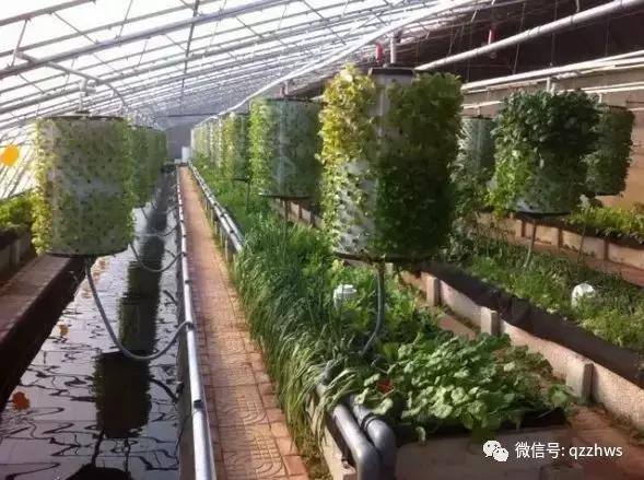 大棚养殖观赏鱼的技巧