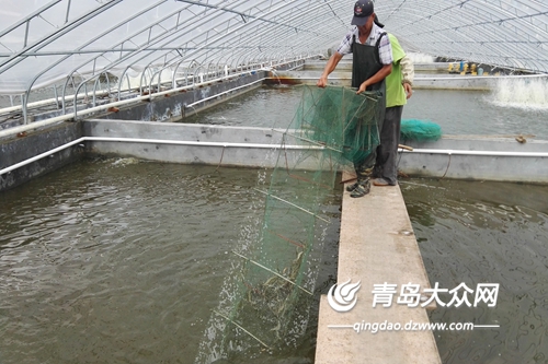 北方对虾大棚养殖技术，探索与实践