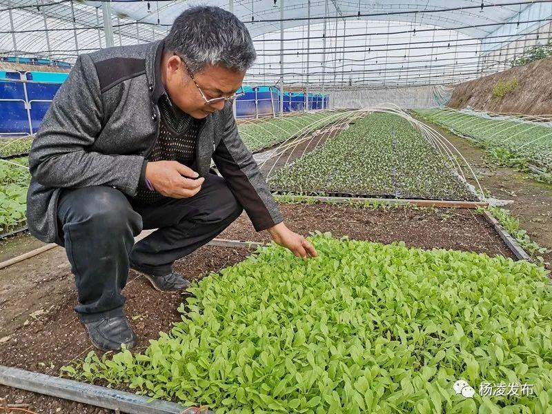 冬天塑料大棚养龙虾，一种创新的养殖模式