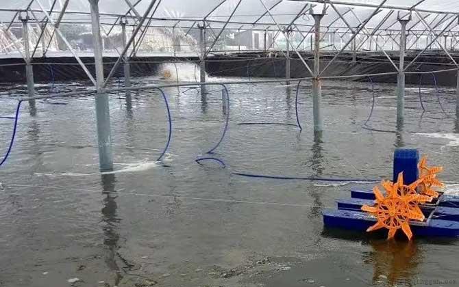 大棚养殖水产淡水虾，一种高效、可持续的养殖新模式