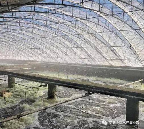 泗阳县大棚南美白对虾，养殖业的新篇章