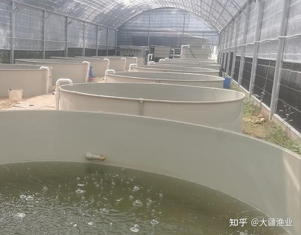 水泥池大棚养殖成品鲈鱼的实践与探索