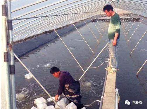 大棚养虾中如何判断水质是否优良
