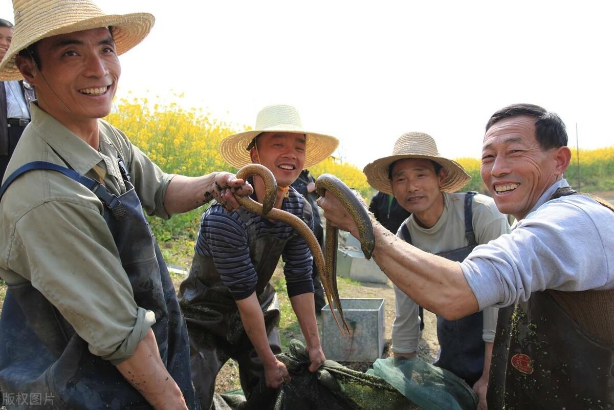 大棚黄鳝饲养方法，高效养殖技术的实践与探索