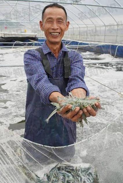 浙江大棚虾，繁荣的水产养殖业新星