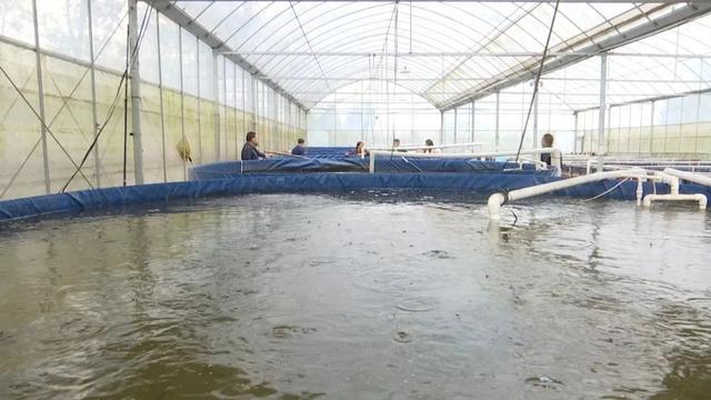 日照大棚养殖白对虾，探索高效水产农业新模式