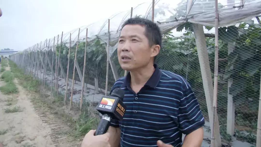 大棚养虾放苗时间详解，把握关键时机，提高养殖效益