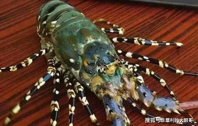 抽象龙虾图案，艺术之美与深层寓意