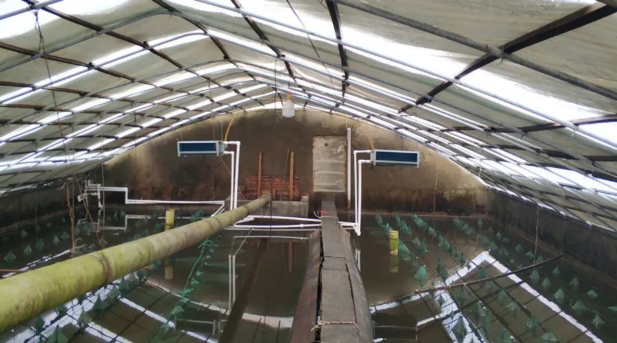 大棚里种植与养水产，农业新模式的探索与实践