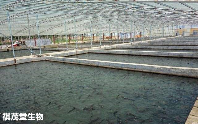 黄颡鱼大棚养殖技术