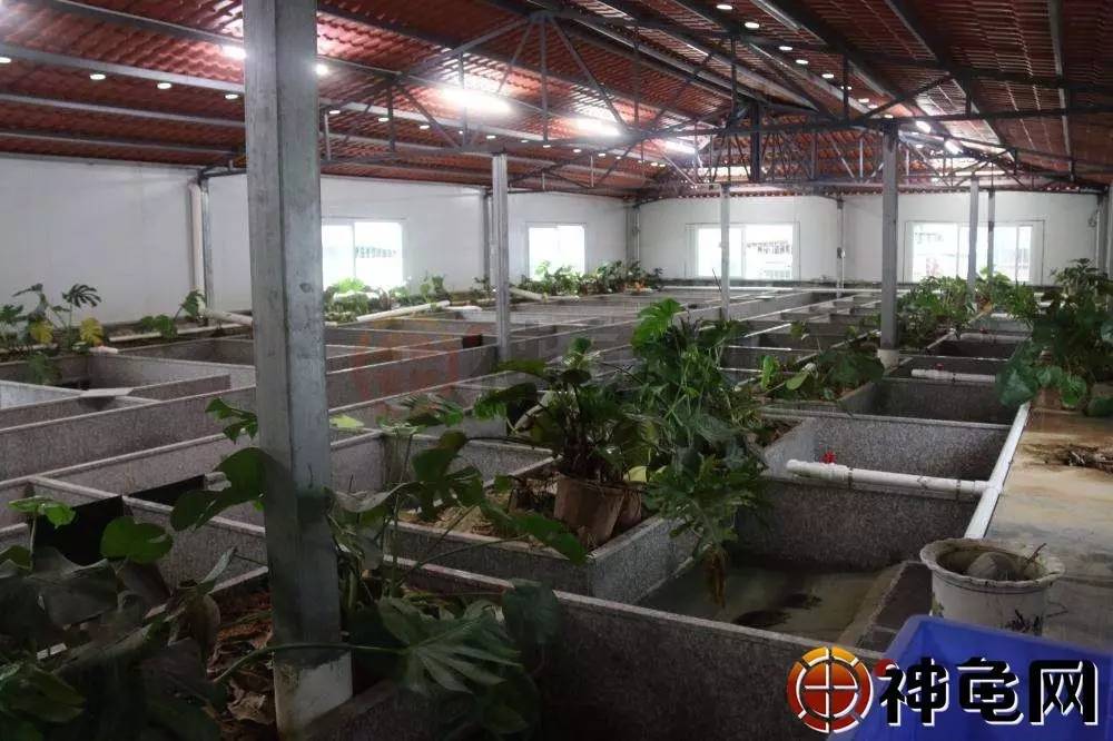 阳光大棚养草龟，绿色生态养殖新模式