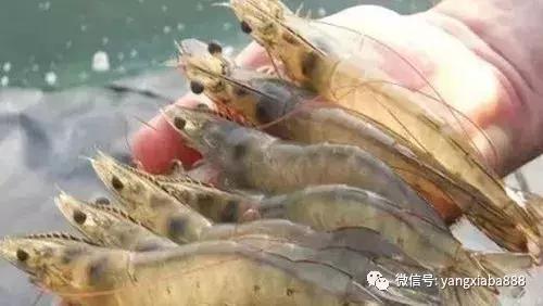 南美白对虾大棚养殖池，高效养殖技术与管理策略