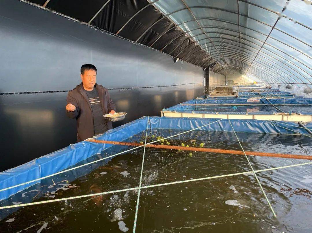 温室大棚养殖小龙虾，一种创新的水产养殖模式