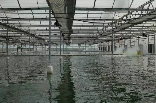 南美白对虾大棚养殖技术视频教程，实践指南与养殖技巧