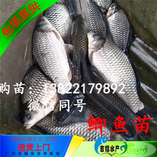 鲈鱼能用大棚养么，探讨大棚养殖鲈鱼的可行性