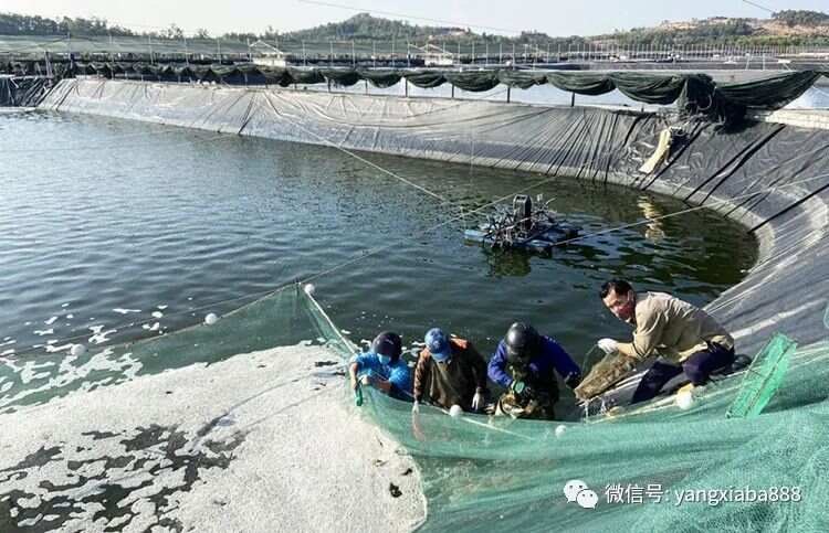 低密度大棚养虾，一种高效可持续的水产养殖新模式