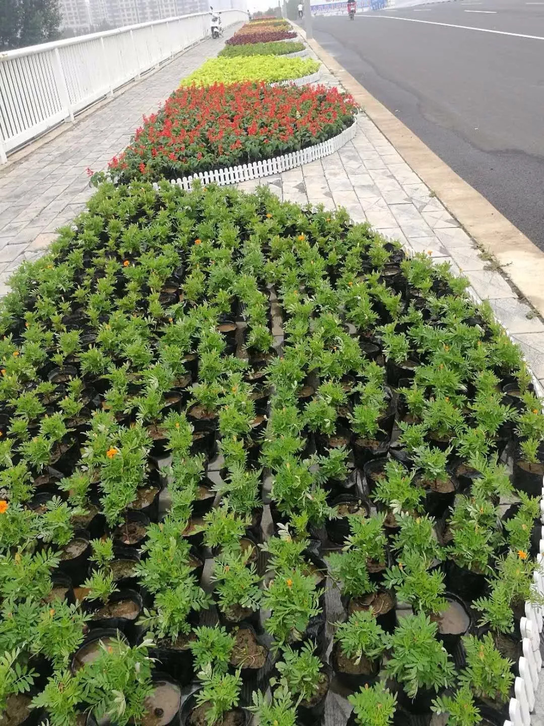 城市道路植物品种及其重要性