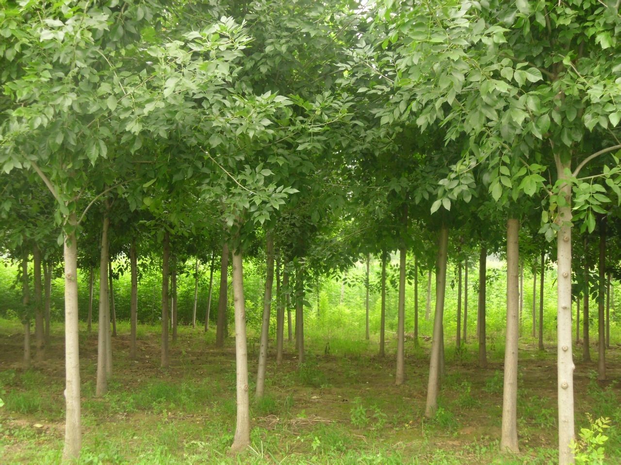 速生白蜡品种，解析其特点与应用前景