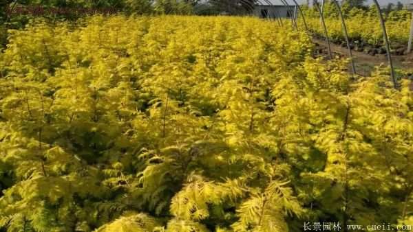 金叶水杉树品种解析