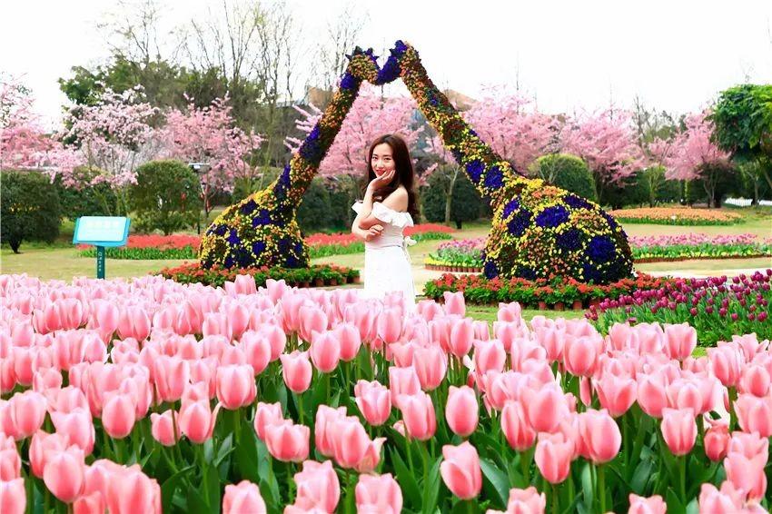 樱花品种图鉴，探寻绚烂之美