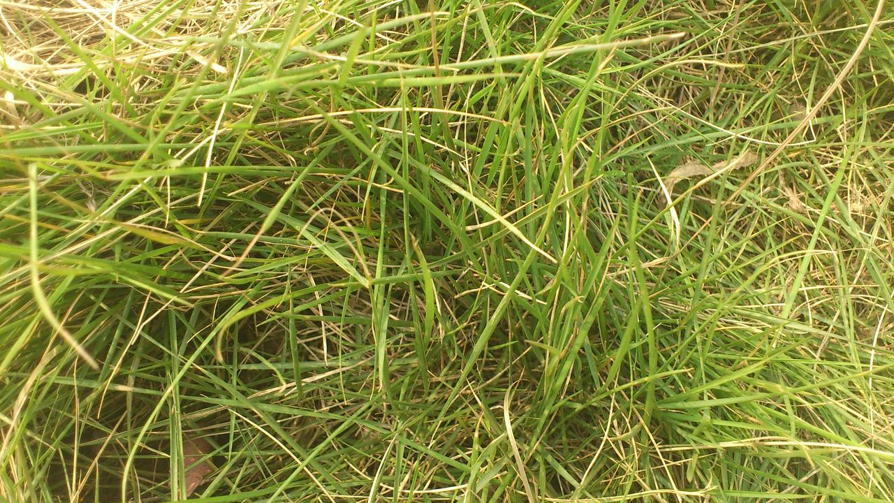 草皮种植的品种及其特点
