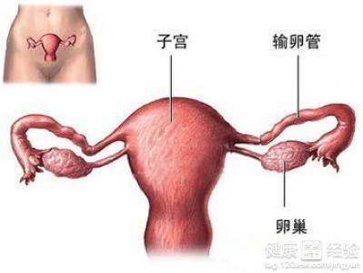 输卵管堵塞下的取卵策略，理解、应对与希望