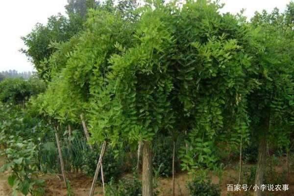 北方绿化树品种及其重要性