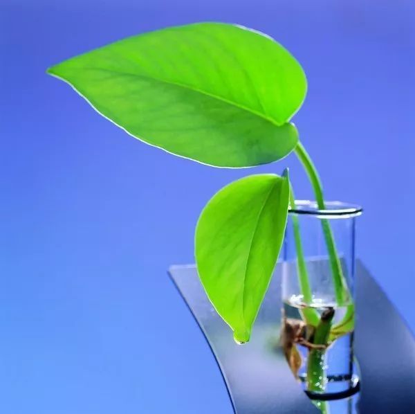 一本植物与文字，交织的诗意与生命力