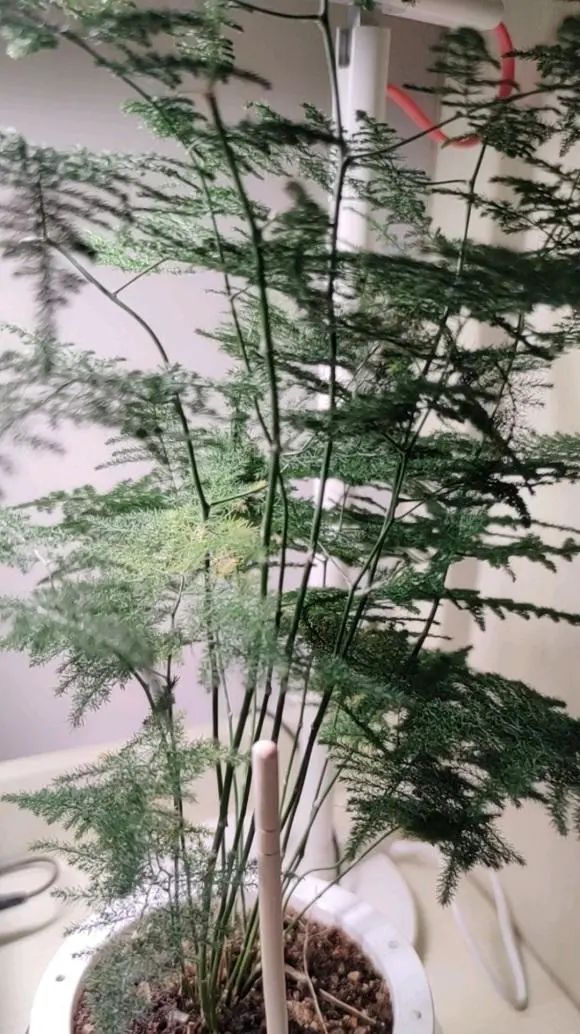 竹子的品种繁多，每一种都有其独特的美丽之处。然而，如果要评选哪种竹子品种最好看，那么我会毫不犹豫地推荐龙竹。