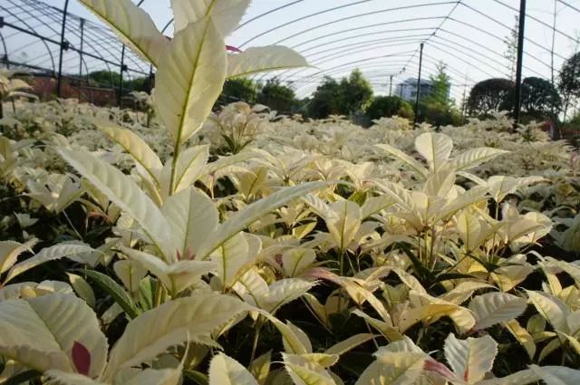 彩叶苗木品种，多彩植物的魅力世界