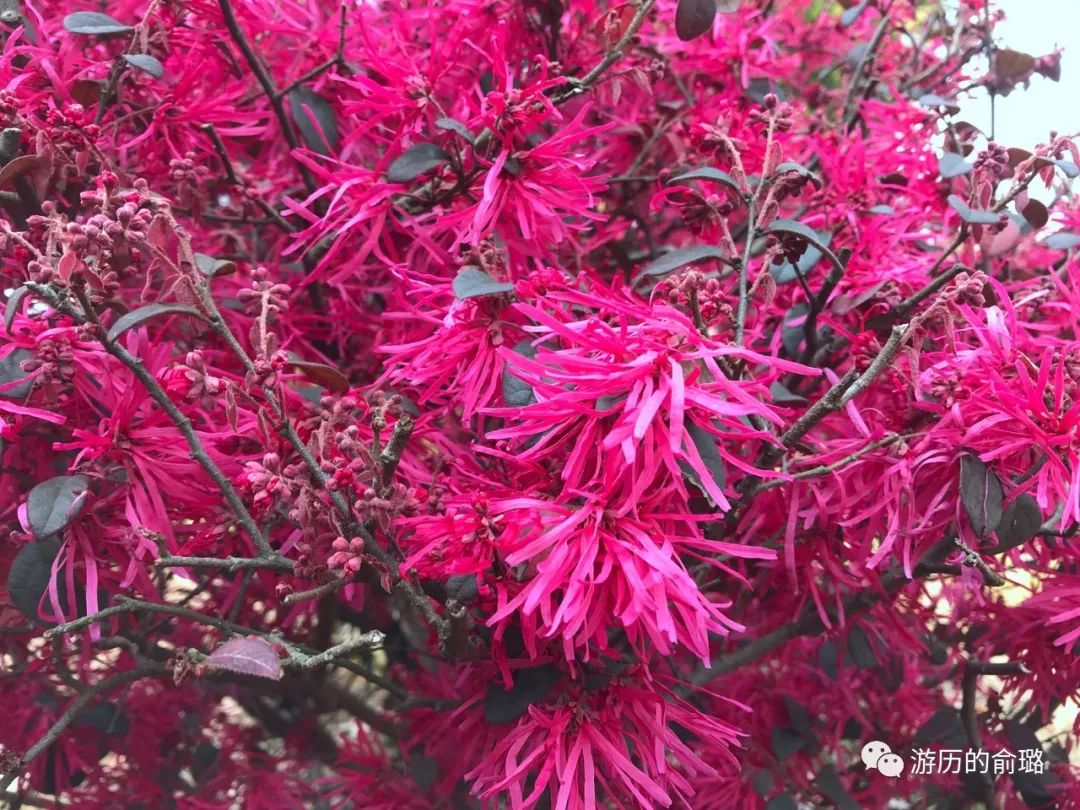 红花檵木与几个品种，从多样性中探寻美的独特表达