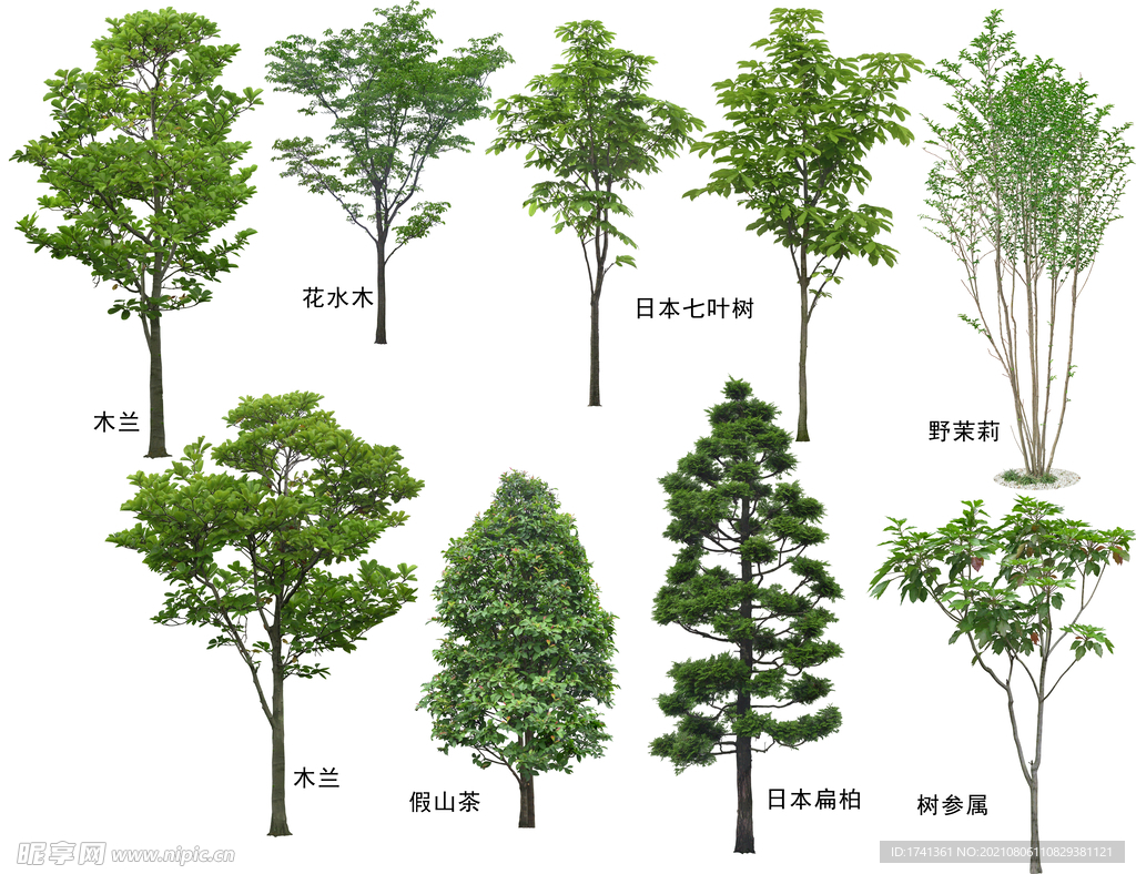 怎样查询树木品种