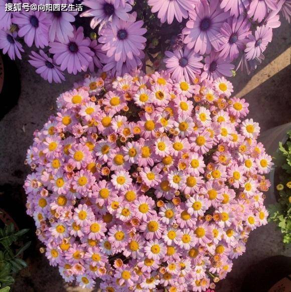 夏天草花品种，绚烂多彩的自然画卷