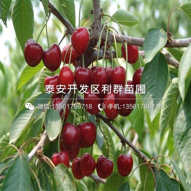 大樱桃品种黄蜜的详细介绍