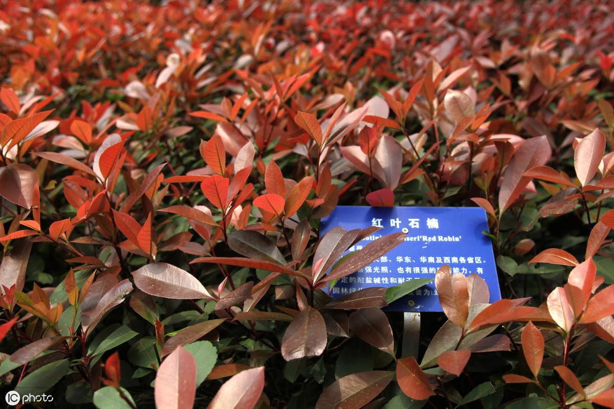 红叶石楠品种探析与图片展示