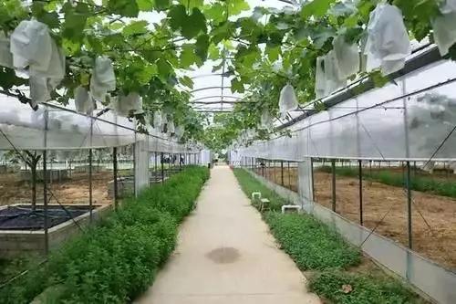 小型广场种植品种要求及其实现