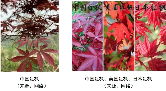 美国红枫最新最好品种，探索与赏析