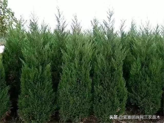 小叶花卉品种，美丽多样的植物世界中的璀璨明珠