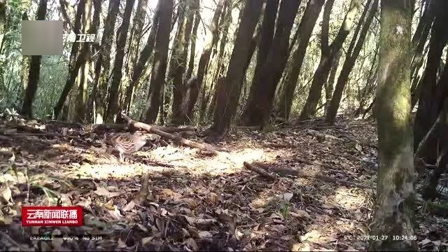 树篱品种，多样性与应用