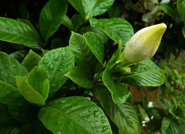 北京地区花镜植物品种及其特点