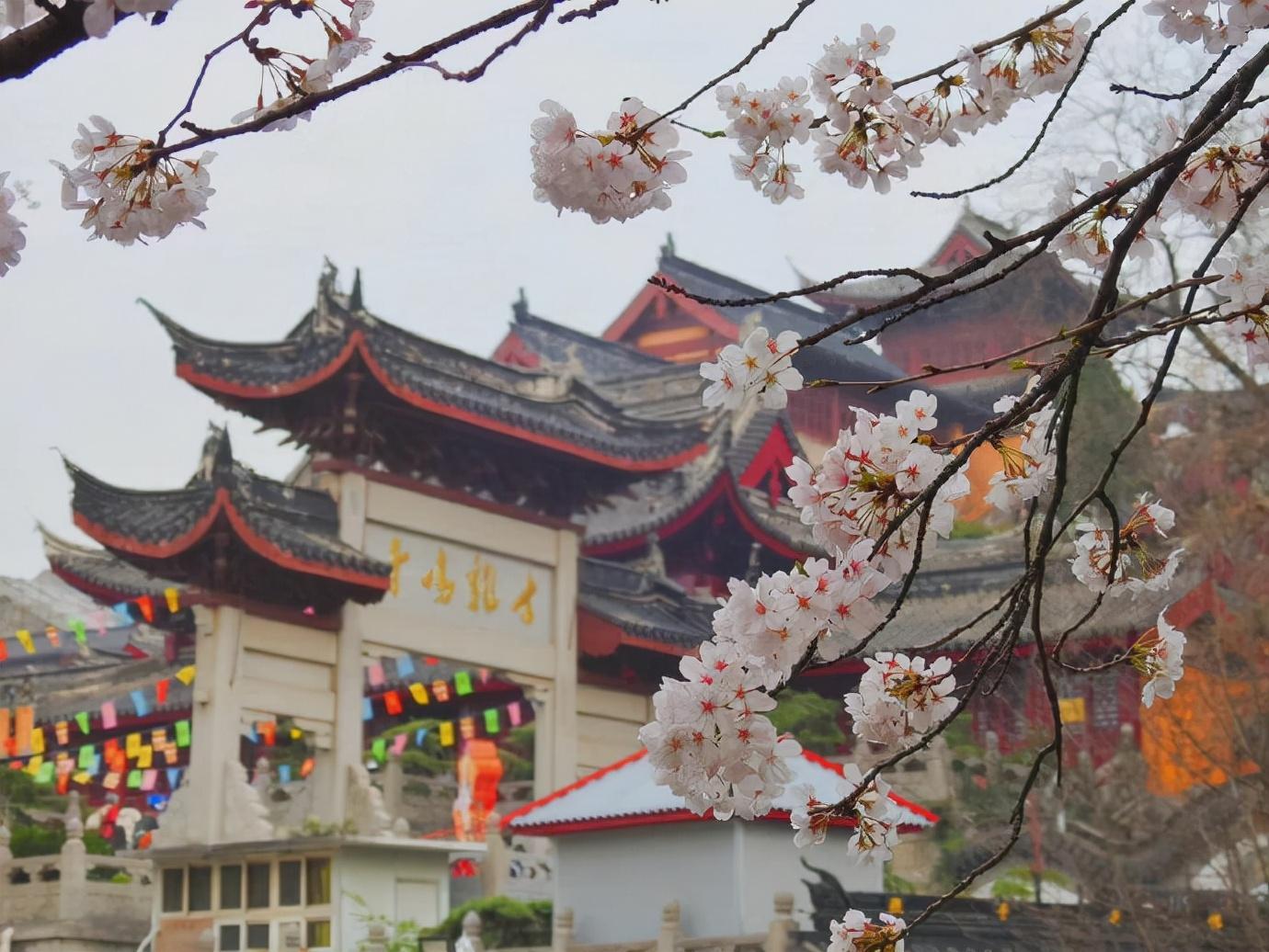樱花白色品种，美丽的象征与独特的魅力