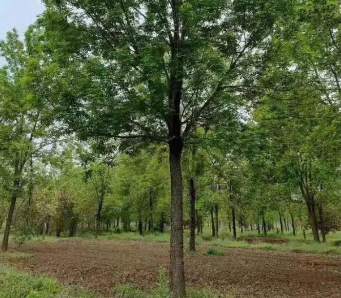 高速公路绿化树品种研究与应用