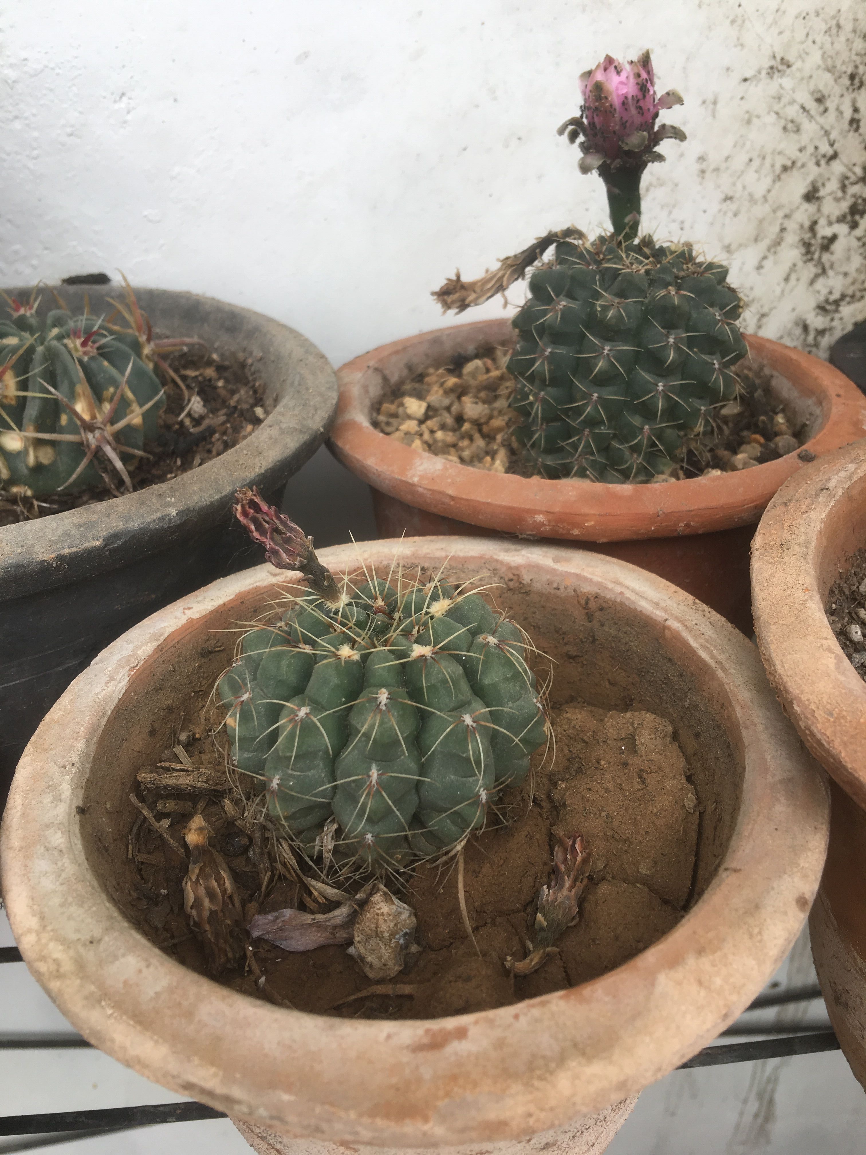 毛蛋花的种植方法与技巧