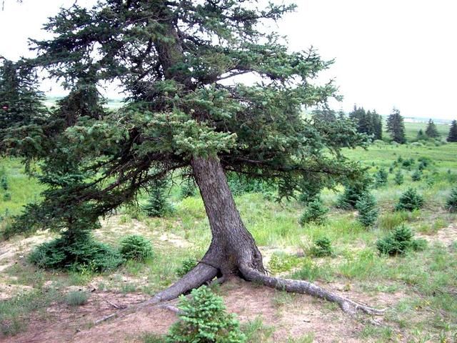 松树苗子品种名称及其特点
