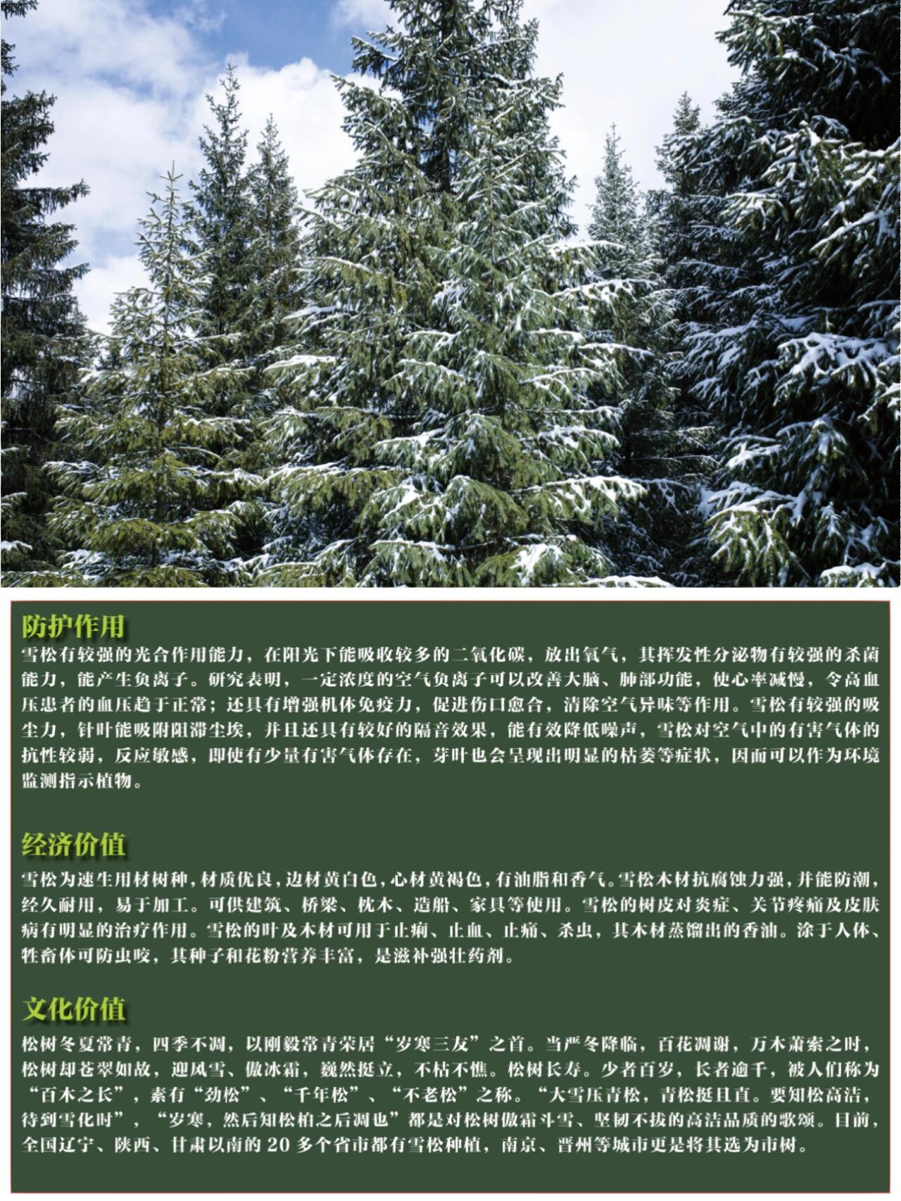 雪松品种与价格，市场深度解析