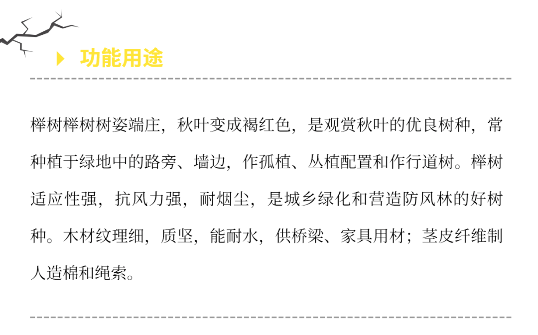 榉树的价格与品种，深入了解与选择